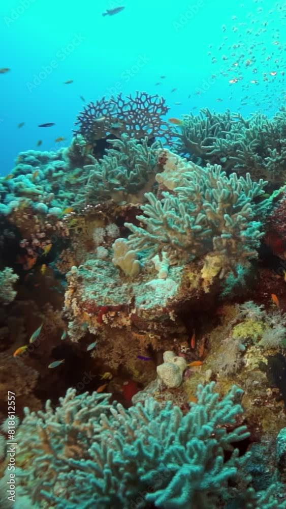A school of fish swims in the ocean near a coral reef. The fish are scattered throughout the water, with some swimming close to the reef and others further away. The scene is peaceful and serene