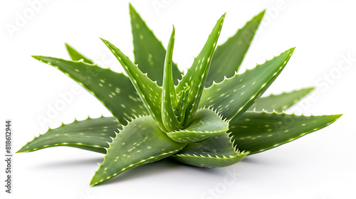 The image is of several aloe vera plants.
