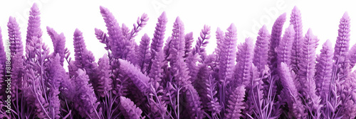 Lavender flowers on white background,  Lavender, floral background. op view, copy space