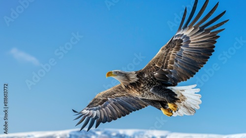 A majestic eagle soaring high in the clear blue sky  with its wings fully spread and sharp eyes focused below