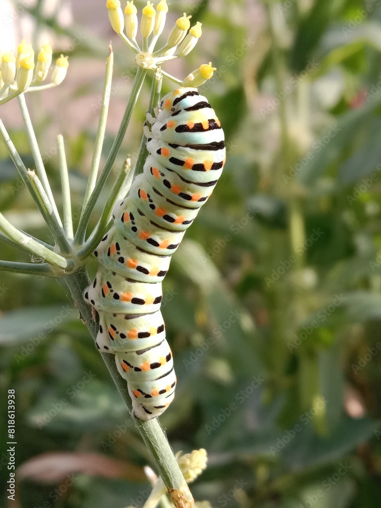 The huge Asian death's head hawkmoth caterpillar has a dim green body with black yellow and