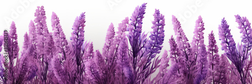 Lavender flowers on white background,  Lavender, floral background. op view, copy space