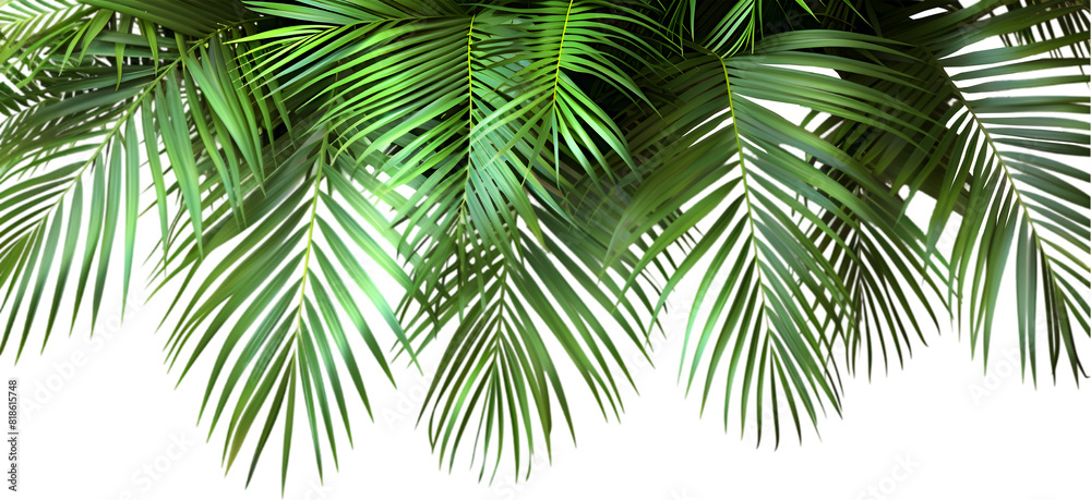 palm tree isolated on white background palm tree isolated on white background