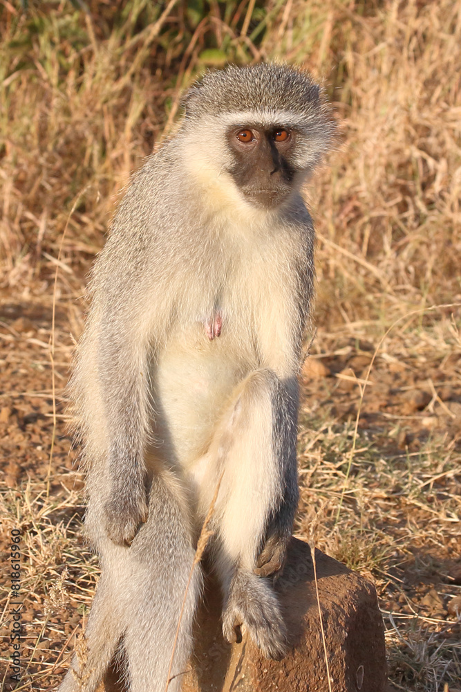 Grüne Meerkatze / Vervet monkey / Cercopithecus aethiops . Grüne Meerkatze / Vervet monkey / Cercopithecus aethiops .