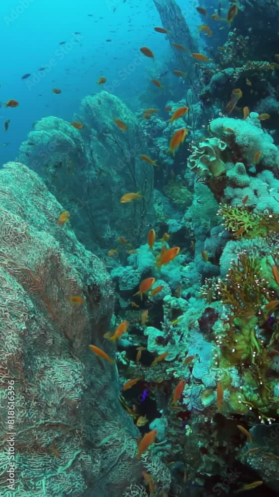 A group of fish swimming in the ocean near a rocky reef. The fish are orange and black, and there are many of them. The scene is peaceful and serene A group of fish swimming in the ocean near a rocky reef. The fish are orange and black, and there are many of them. The scene is peaceful and serene