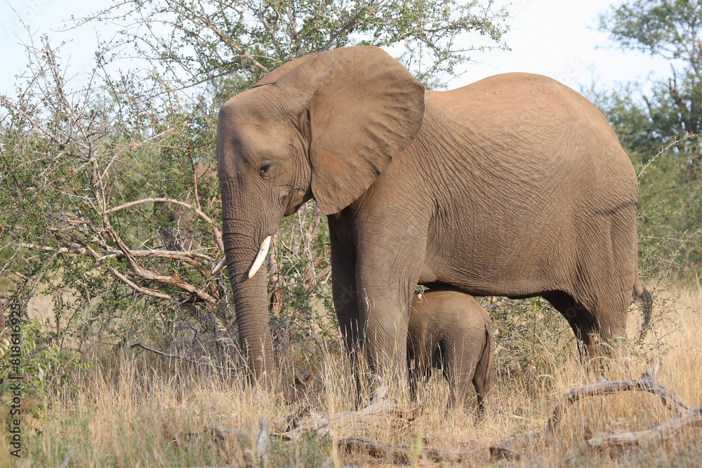 Afrikanischer Elefant / African elephant / Loxodonta africana Afrikanischer Elefant / African elephant / Loxodonta africana