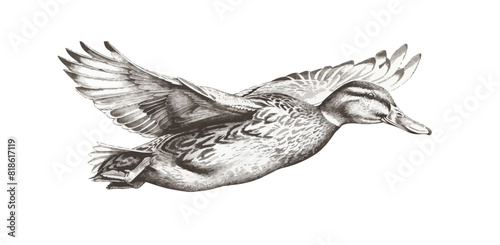 Duck flying hand drawn sketch engraving style vector illustration. photo