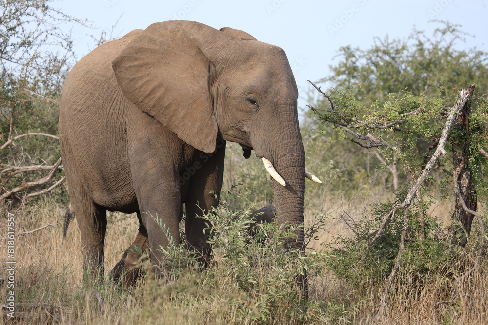 Afrikanischer Elefant / African elephant / Loxodonta africana