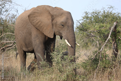 Afrikanischer Elefant   African elephant   Loxodonta africana