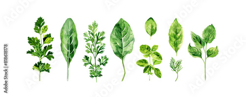 Fresh green leaves collection. Popular culinary herbs leaf set for cooking. Green Lettuce salad leaves, Basil, Parsley, Dill, Arugula and Chives. Vector illustration isolated on white background. photo