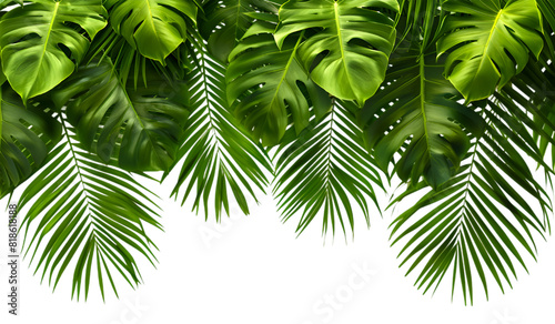 Tropical tree leaves isolated