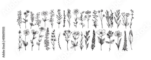 Vector hand drawn big collection with wild and medicinal herbs. Hand drawn botanical sketch with plants and flowers. For printing, cards, packaging.Different flowers on white background.. 
