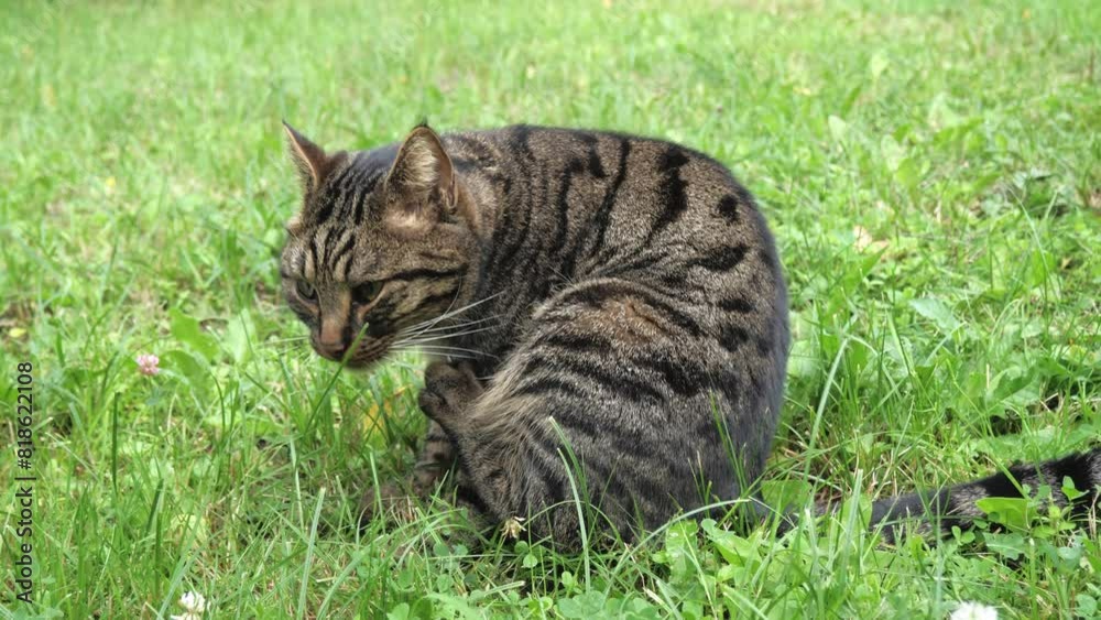 Domestic cat went for a walk, washes sitting in the grass. Domestic cat went for a walk, washes sitting in the grass.