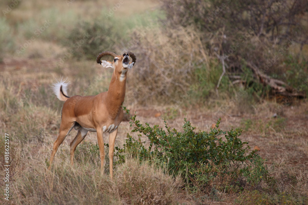 Schwarzfersenantilope / Impala / Aepyceros melampus Schwarzfersenantilope / Impala / Aepyceros melampus