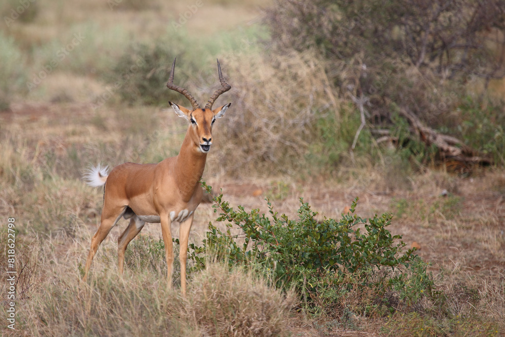 Schwarzfersenantilope / Impala / Aepyceros melampus Schwarzfersenantilope / Impala / Aepyceros melampus
