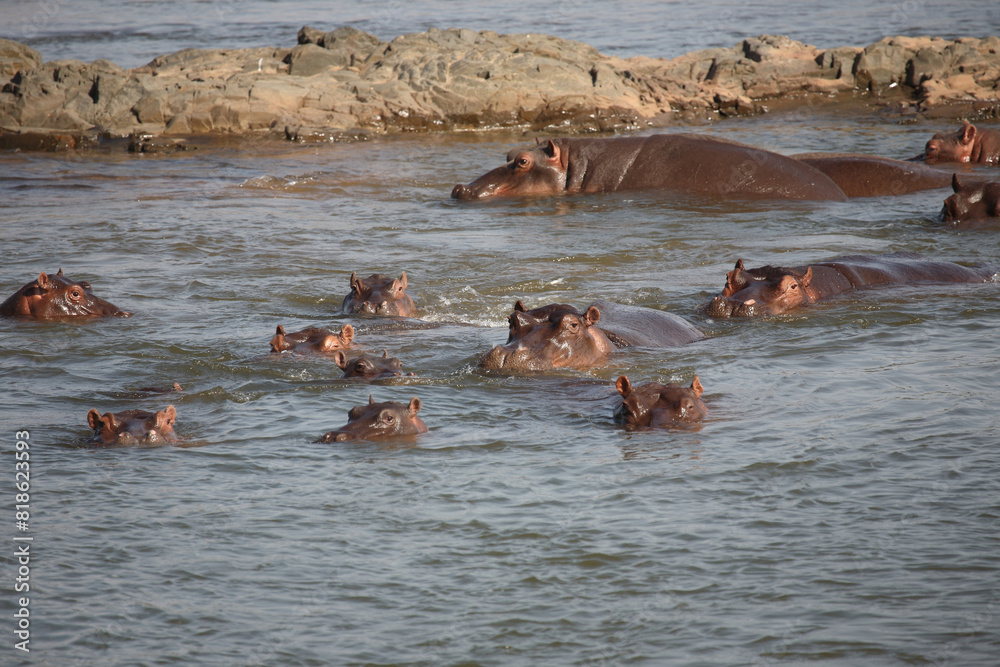 Fototapeta premium Flußpferd / Hippopotamus / Hippopotamus amphibius