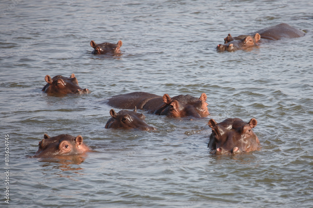Fototapeta premium Flußpferd / Hippopotamus / Hippopotamus amphibius