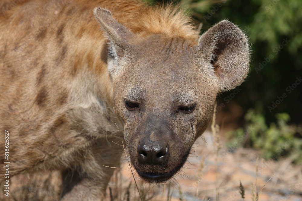 Tüpfelhyäne / Spotted hyaena / Crocuta crocuta Tüpfelhyäne / Spotted hyaena / Crocuta crocuta