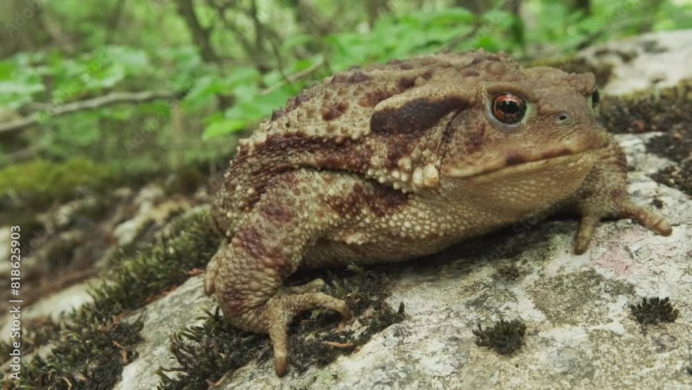 Common toad or European toad on stone. Close-up portrait of large amphibian in nature habitat, 4k Common toad or European toad on stone. Close-up portrait of large amphibian in nature habitat, 4k