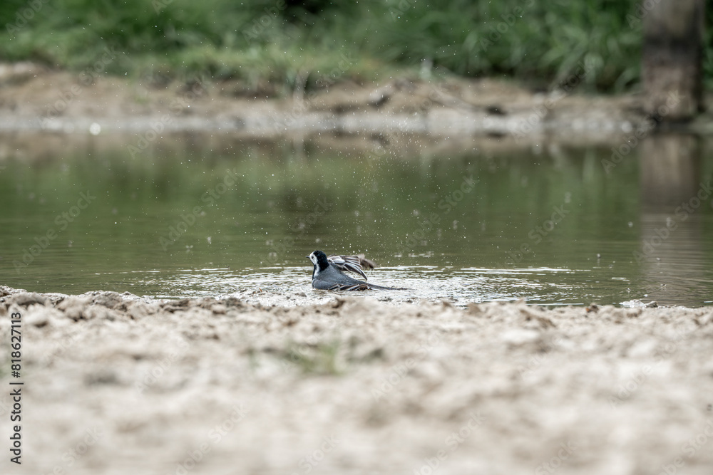 grey wagtail bird animal small washing cute little grey wagtail bird animal small washing cute little