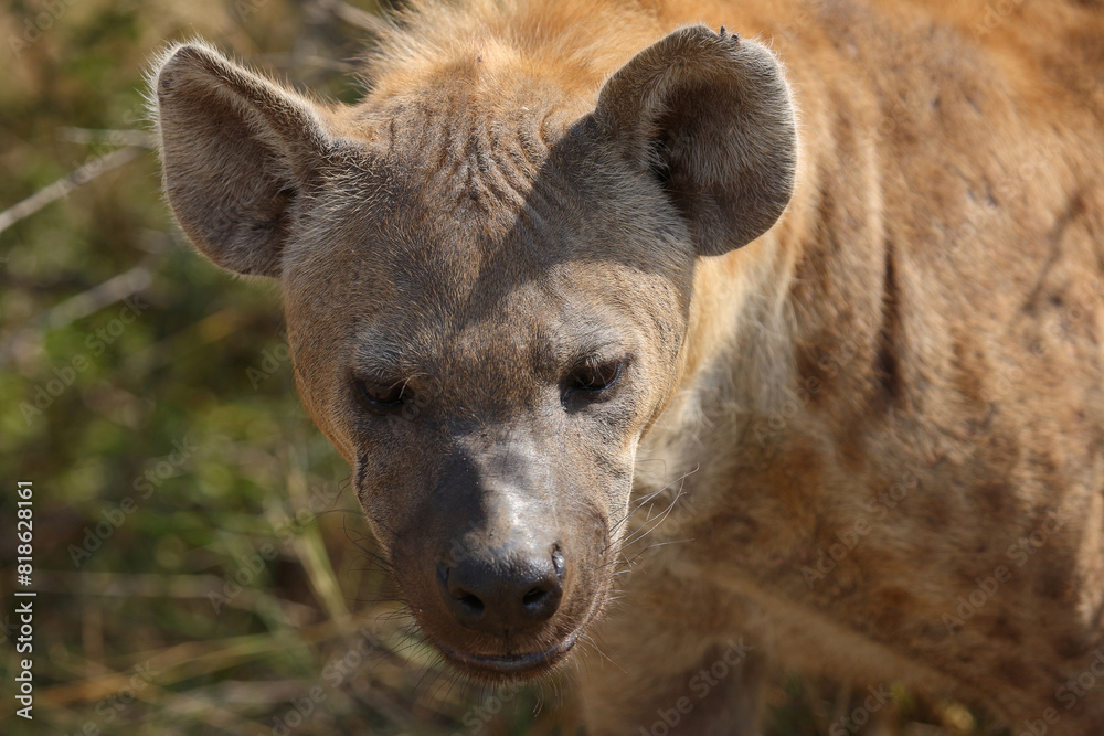 Tüpfelhyäne / Spotted hyaena / Crocuta crocuta Tüpfelhyäne / Spotted hyaena / Crocuta crocuta