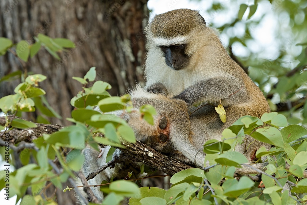 Obraz premium Vervet Monkey (Chlorocebus pygerythrus) in South Luangwa National Park. Zambia. Africa.