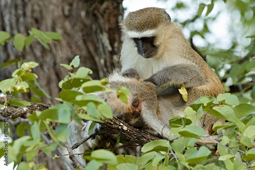 Vervet Monkey (Chlorocebus pygerythrus) in South Luangwa National Park. Zambia. Africa. photo