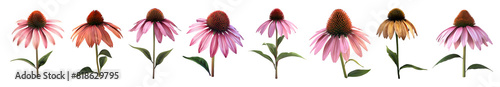 Pack of Coneflower on Transparent background - Ai Generated