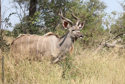 Gro  er Kudu   Greater kudu   Tragelaphus strepsiceros