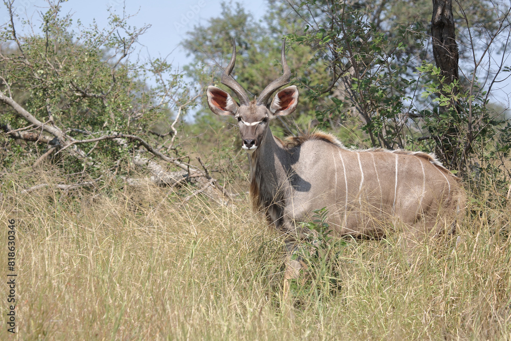 Großer Kudu / Greater kudu / Tragelaphus strepsiceros Großer Kudu / Greater kudu / Tragelaphus strepsiceros