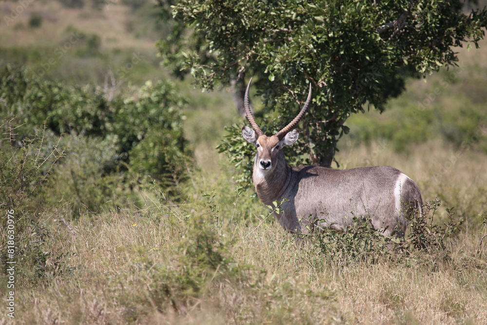 Wasserbock / Waterbuck / Kobus ellipsiprymnus Wasserbock / Waterbuck / Kobus ellipsiprymnus