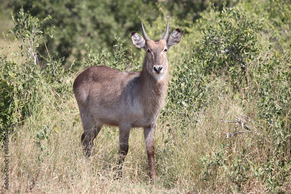 Wasserbock / Waterbuck / Kobus ellipsiprymnus Wasserbock / Waterbuck / Kobus ellipsiprymnus
