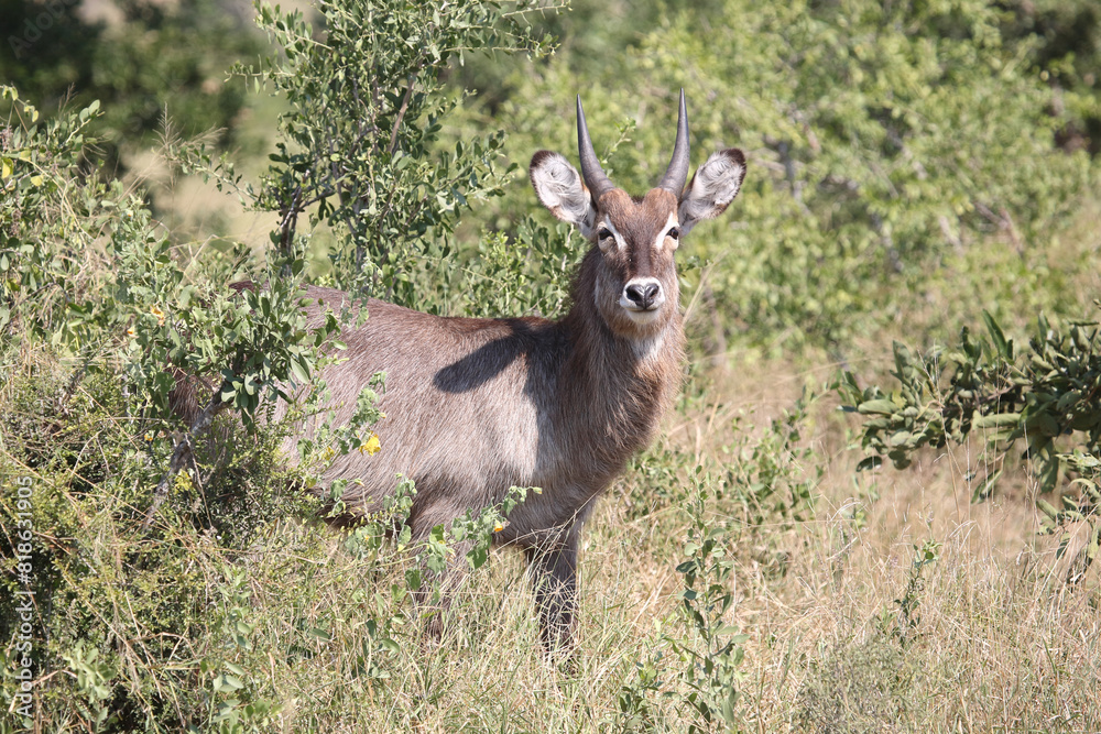 Wasserbock / Waterbuck / Kobus ellipsiprymnus Wasserbock / Waterbuck / Kobus ellipsiprymnus