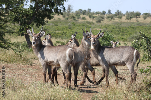 Canvas Print Wasserbock / Waterbuck / Kobus ellipsiprymnus