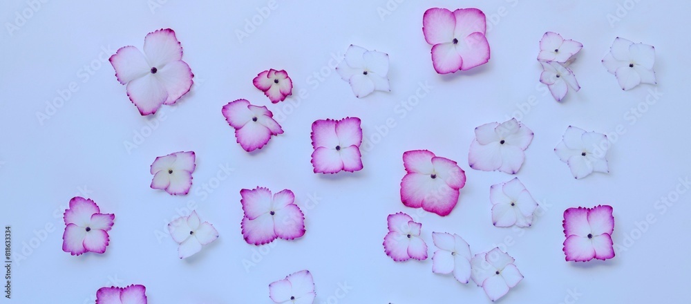 白背景に紫陽花の花びらの背景、ピンクのアジサイの花びら、あじさい 白背景に紫陽花の花びらの背景、ピンクのアジサイの花びら、あじさい