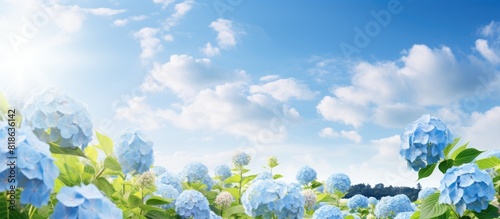 In early summer a blue sky and abundant hydrangea create a picturesque scene with ample copy space for an image 120 characters