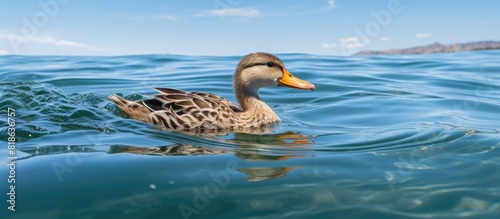 A close up image of a female mallard with brown plumage swimming on the blue water surface of the lake providing copy space photo