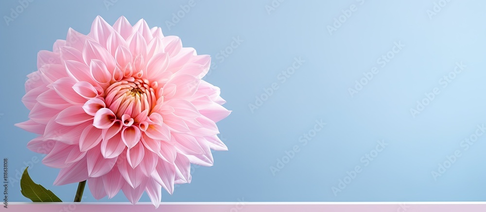 A pink dahlia on a new year card with plenty of copy space image