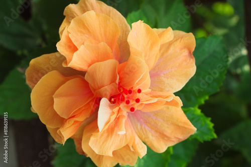 Beautiful colorful double Chinese hibiscus, China rose on the garden. Close Up Pink Hibiscus Or Chaba Flower Blooming. Garden roses, Floribunda, China rose, Alfred Sisley, Miniature roses. photo