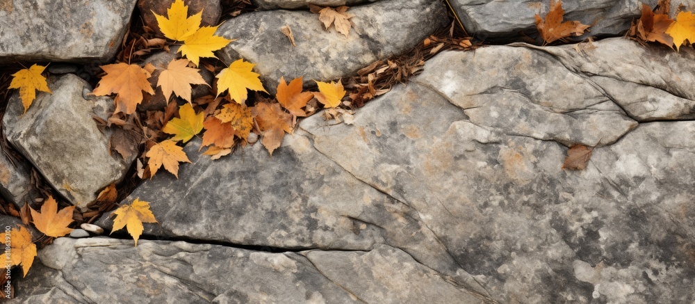A nature background featuring a textured flat rock in warm fall colors perfect for copy space image A nature background featuring a textured flat rock in warm fall colors perfect for copy space image