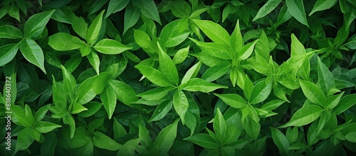 A background image of green leaves with ample copy space