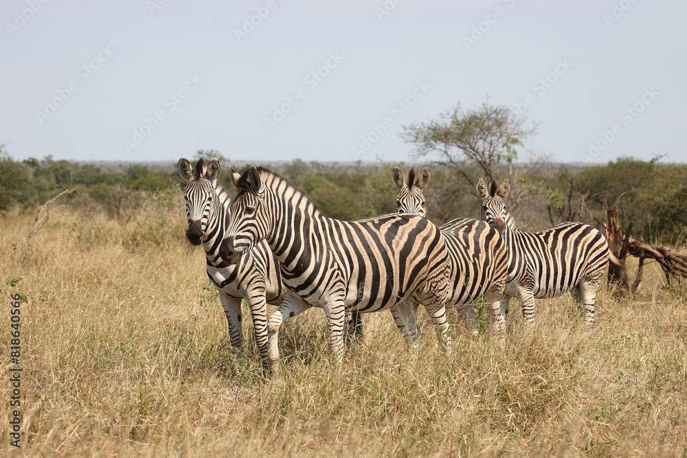 Fototapeta premium Steppenzebra / Burchell's zebra / Equus quagga burchellii