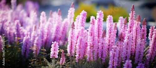 A copy space image showcasing blooming Calluna flowers in a garden providing a natural background photo
