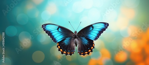 Isolated Great Eggfly butterfly with copy space image for text and message on the background photo