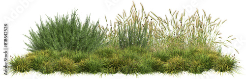 grass line and rosemary
