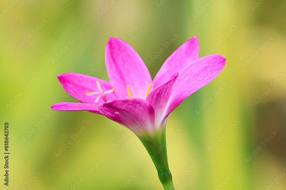 Zephyranthes pink flower in garden. another name rain lily when it blooms in the morning. Zephyranthes pink flower in garden. another name rain lily when it blooms in the morning.