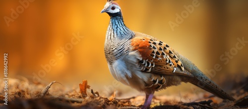 Female pheasant with copy space image photo