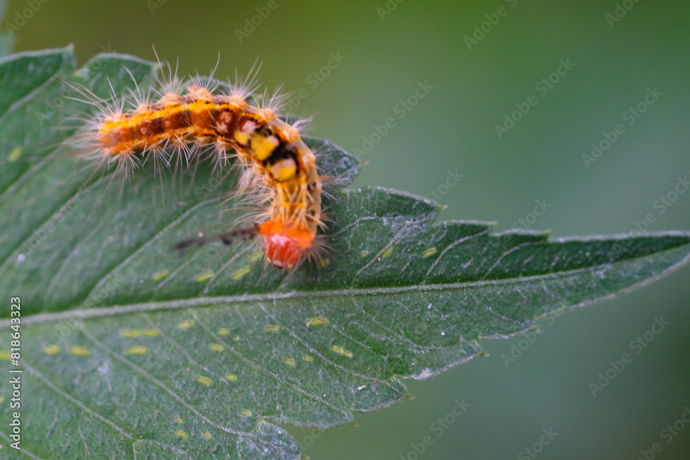 Photography Caterpillar or Ana pseudo conspersa on the edge of a leaf. Macro shot of caterpillar in the wild isolated. Graphic Resources. Animal Themes. Animal Closeup. Nature Photography Concept. Photography Caterpillar or Ana pseudo conspersa on the edge of a leaf. Macro shot of caterpillar in the wild isolated. Graphic Resources. Animal Themes. Animal Closeup. Nature Photography Concept.
