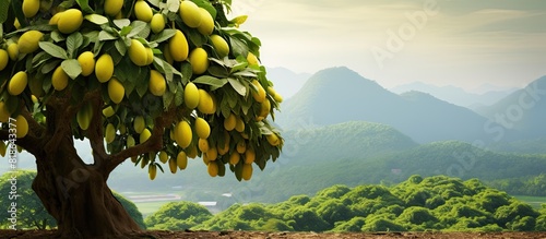 A jackfruit tree with a bunch of jackfruit on it set against a natural backdrop Great for a copy space image