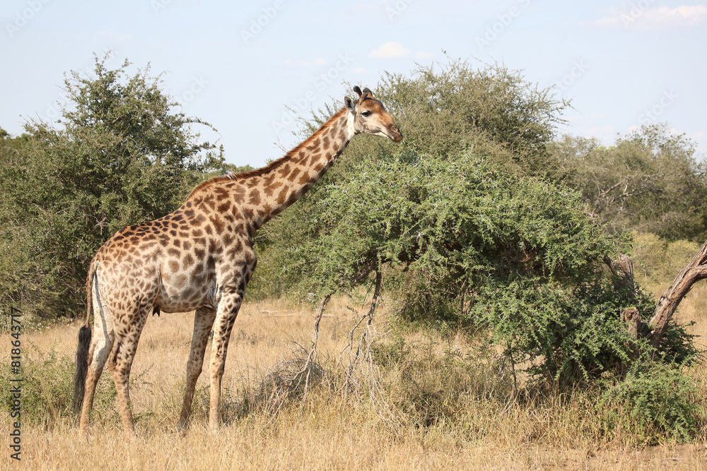 Fototapeta premium Giraffe / Giraffe / Giraffa camelopardalis